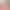 Pregnant women's underwear high waist belly support breathable pure cotton crotch non-antibacterial pregnancy shorts head plus size women's underwear New