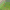 Lawn Seeds Dwarf Bermuda Dog Tooth Grass Rye Grass Grass Seeds Slope Protection Soil Solidification Four-Season Evergreen Green Grass Seeds