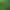 Crazy Aquatic Plants, Sterile Moss, Aquarium Landscaping Plants, Real Moss, Moss Plants, Bubble Grass for Fish Tanks Crazy Aquatic Plants, Sterile Moss, Aquarium Landscaping Plants, Real Moss, Moss Plants, Bubble Grass for Fish Tanks