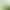 Timothy Grass Segments Rabbit Food Rabbit Grass Chew Food Guinea Pig Chinchilla Food Gansu Golden Region