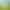 Longjing Green Tea 2026, strong aroma Longjing tea, single bud and single leaf, pre-Qingming tea, wholesale loose-leaf tea for personal use