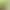 About 100 Okra Seeds, Easy to Grow in All Seasons, Not Easy to Age, Green Okra, Golden Okra, Green Fruit, Calabash About 100 Okra Seeds, Easy to Grow in All Seasons, Not Easy to Age, Green Okra, Golden Okra, Green Fruit, Calabash