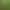 Early-Maturing Edamame Seeds, Emerald Green, Medium-Late-Maturing, Large Green Edamame, Not Just Beans, but a Variety of Types Early-Maturing Edamame Seeds, Emerald Green, Medium-Late-Maturing, Large Green Edamame, Not Just Beans, but a Variety of Types