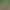 Genuine wild snake-tongue grass, new Chinese herbal medicine, snake-tongue grass, multi-floral snake-tongue grass, half-branch lotus, available for delivery