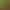 Hunan Local Chili Seeds, Old Variety Line Pepper Seeds, Hybrid High-Yield Small Pepper Seeds, Support Wholesale and Dropshipping