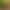 Three-Stem Money Tree Small Potted Plant Office Greenery Desktop Indoor Plant Evergreen All Year Round Easy to Care for Gift-Giving