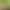 Cat Snacks, Cat Grass, Ready-To-Eat Hairball Remover, Catnip Biscuits, Cat Grass Tablets, Weight Gain for Kittens, Satisfying Cravings, Reputable Supplier