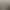 Little Dragon Pet, Lively and Docile, Standard Gray, Domesticated, Cute, Live Animal, Baby Chinchilla, Young Animal, Long-Haired, Friendly, Pink and White, Little Brother