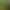 Water orchid water grass size water orchid twist orchid agave fine leaf water leek negative front and back scenery new hand fish tank landscaping