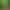 Bamboo Grass Indian Small Bamboo Centipede Grass Aquatic Plant Real Grass Fish Tank Aquatic Plant Landscaping Fish Grass Tank Novice Green Plant