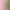White peach oolong tea peach fruit tea for milk cover cold extract cold bubble tea seasoning tea factory formula wholesale White peach oolong tea peach fruit tea for milk cover cold extract cold bubble tea seasoning tea factory formula wholesale