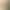 Premium pine needle tea, natural pine needle tea, sulfur-free pine needles, fresh dry goods, health-preserving tea, naturally sun-dried for brewing