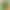 Timothy grass hay fresh alfalfa grass drying herbage guinea pig chinchilla guinea pig rabbit food staple food rabbit grass Timothy grass hay fresh alfalfa grass drying herbage guinea pig chinchilla guinea pig rabbit food staple food rabbit grass
