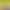 Brazilian Wood Plant with Many Buds, 5 Buds Per Leaf, Large Leaves, Easy to Maintain, Blooms Early, Hydroponic, Low-Maintenance Green Plant, Indoor Green Plant