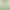 New Stock of Pine Needle Tea, Natural Pine Needle Tea, Sulfur-Free Pine Needle Health Tea, Direct from the Source Factory, Wholesale and Dropshipping