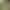 Que Xue Tea 2026 New Tea Authentic Que Xue Full Bud Tips Premium Pre-Ming Que Xue Tea for Personal Consumption, Strong Aroma Type Que Xue Tea 2026 New Tea Authentic Que Xue Full Bud Tips Premium Pre-Ming Que Xue Tea for Personal Consumption, Strong Aroma Type