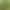 【Shuzai Vegetable Seeds】Tianlvxiang Shuzai Vegetable Seeds from Hainan Wuzhishan, Chaoshan Wild Vegetable Seeds 【Shuzai Vegetable Seeds】Tianlvxiang Shuzai Vegetable Seeds from Hainan Wuzhishan, Chaoshan Wild Vegetable Seeds