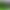 Emerald Zebrafish, Fluorescent Zebrafish, Live Freshwater Fish, Low-Temperature Fish, Tropical Fish, Ornamental Fish, Fish Farm Wholesale Small Fish Emerald Zebrafish, Fluorescent Zebrafish, Live Freshwater Fish, Low-Temperature Fish, Tropical Fish, Ornamental Fish, Fish Farm Wholesale Small Fish
