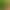 Hokkaido Boxwood Holly Saplings Fence Wall Hedge Four-Season Cold-Resistant Green Plants Clustered Large-Leaf Greening Seedlings Hokkaido Boxwood Holly Saplings Fence Wall Hedge Four-Season Cold-Resistant Green Plants Clustered Large-Leaf Greening Seedlings