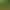 [Four Seasons of Fortune] Money Tree Potted High-End Plants Indoor Living Room Large Green Plants Money Strings Bring in Wealth and Treasure Fortune Tree
