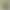 Rare Japanese Golden Bamboo, Spotted Bamboo, Green Bamboo Potted Plants, Australian Wind Bamboo, Phoenix Tail Bamboo, Indoor Small Bamboo Green Plants