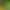 moss spore powder four seasons fresh moss green planting short velvet absorbent stone seeds micro landscape bonsai rockery grass seeds