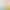 Pregnant women's underwear cotton low waist pregnancy special antibacterial file early middle and late pregnancy plus size pregnancy underwear plus size