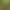 Premium Small-Leaf Bamboo Potted Plants, Live and Mature Plants, Indoor Bamboo, Mature Plants for Tabletop and Garden, Guanyin Bamboo, Low-Maintenance Bamboo