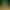 Nine-Mile Incense Potted Plant with Buds, Old Pile, Four-Season Seven-Mile Incense Clairvoyant Sapling, Indoor Flowering Flower, Mosquito Repellent Green Plant