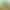 Copper money grass hydroponic plant indoor small pot desktop green plant four seasons good office big leaf money grass root buds